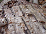 DSC07868.JPG