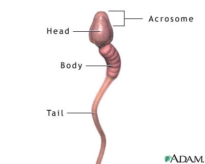 [sperm_parts4.jpg]
