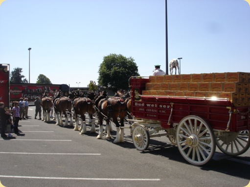 Budweiser Clydesdales at McChord AFB, WA 010
