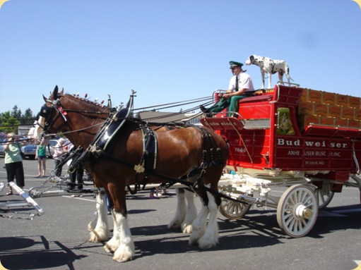 Budweiser Clydesdales at McChord AFB, WA 011