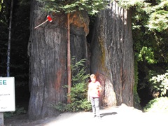 [Avenue of the Giants-Ancient Redwoods 044[2].jpg]