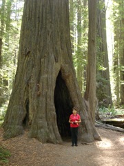 [Avenue of the Giants-Ancient Redwoods 258[2].jpg]