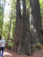 [Avenue of the Giants-Ancient Redwoods 094[2].jpg]