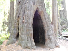 [Avenue of the Giants-Ancient Redwoods 096[2].jpg]