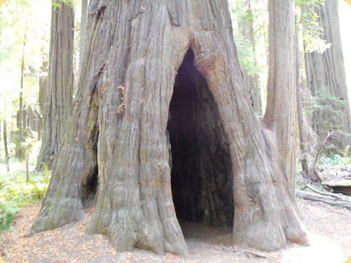 Avenue of the Giants-Ancient Redwoods 096