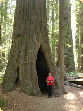 Avenue of the Giants-Ancient Redwoods 258
