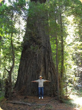 Avenue of the Giants-Ancient Redwoods 104