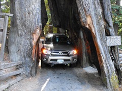 [Avenue of the Giants-Ancient Redwoods 134[2].jpg]