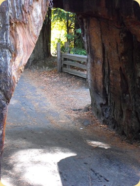 Avenue of the Giants-Ancient Redwoods 143