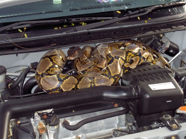 [snakeineng1ae8[3].jpg]
