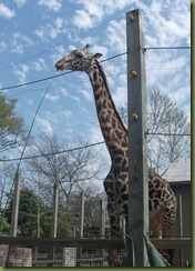 Zoo March 11 016