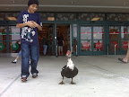 Ducks at target