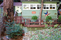 Old Glory - Oldest know Big Cone Doug Fir Photo