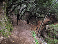 Pass under Oaks Photo
