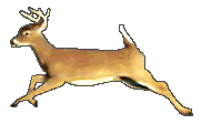 deer2