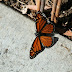 Mating-2 butterflies