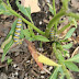 Plant it and they will come