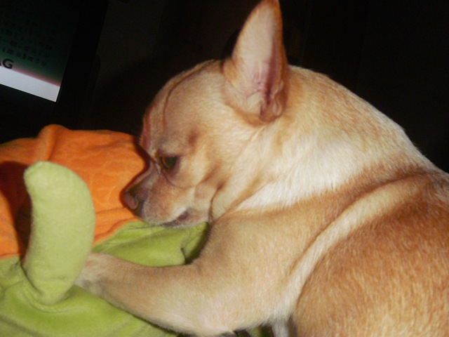 [massa blanda 080[2].jpg]