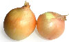 soğan