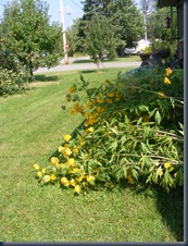 DSCF2440