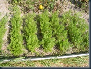 DSCF2443