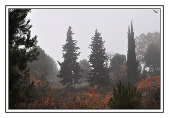 Día de niebla
