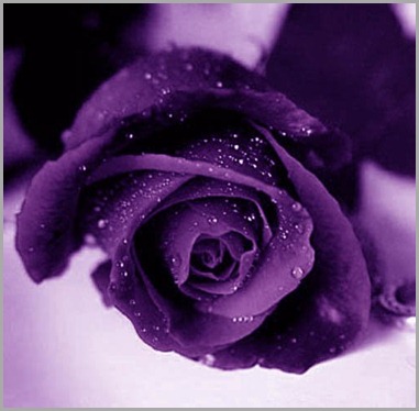 Фиолетовый_цветок