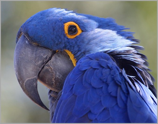parrot-blue