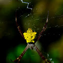 Garden Spider