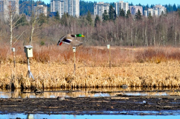duckcity.jpg duckcity.jpg