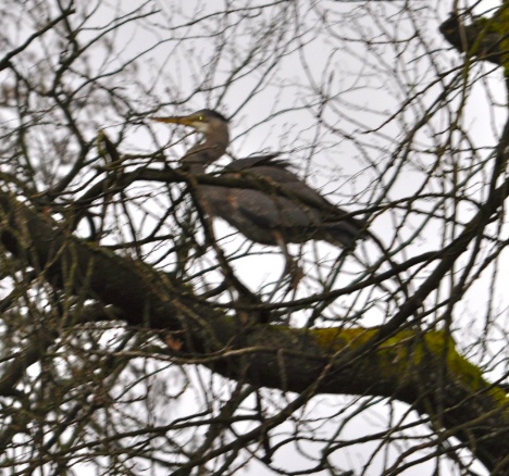 Great Blue Heron2