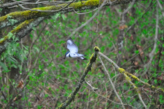kingfisher7b.jpg Kingfisher7b