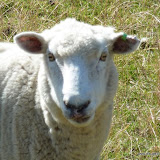 Neuseeländer