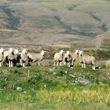 aufmerksame Beobachter am Burks Pass
