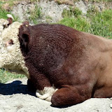 mächtiger Bulle