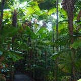 Regenwald in Cape Tribulation