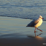 Möwe beim abendlichen Strandspaziergang
