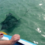 und Auge in Auge mit einem Mantarochen