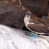 Blue Foot Boobie