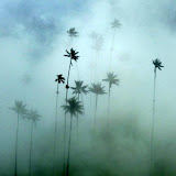 riesige Wachspalmen im Valle de Cocora