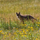 Coyote