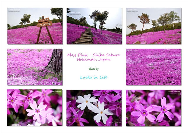 [pink8[2].jpg]