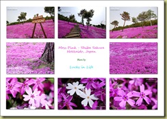 pink8