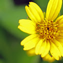 sunflower family
