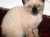 Gatitos Siames Chocolate Vendo