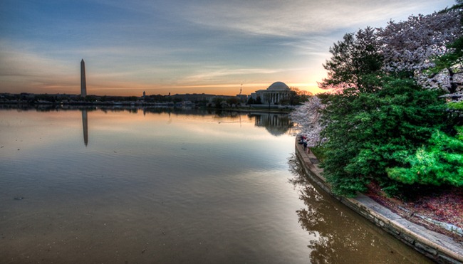 Tidal Basin Cherry Blossoms