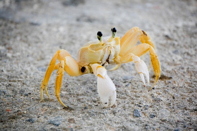 [Crab on La Orchilla[4].jpg]