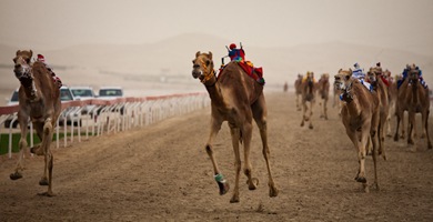 Pursuing the Levitating Camel