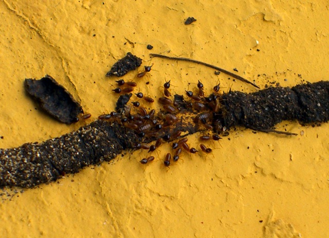 [Ants10.jpg]