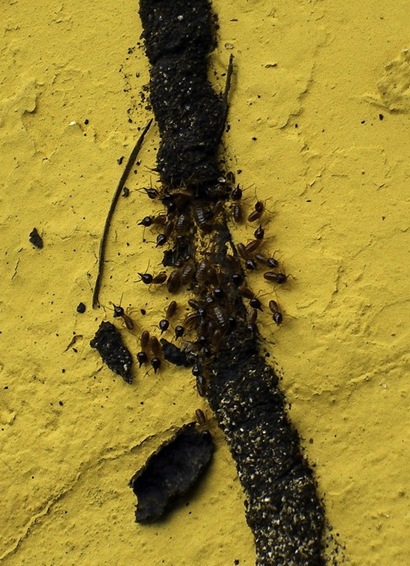 [Ants4.jpg]